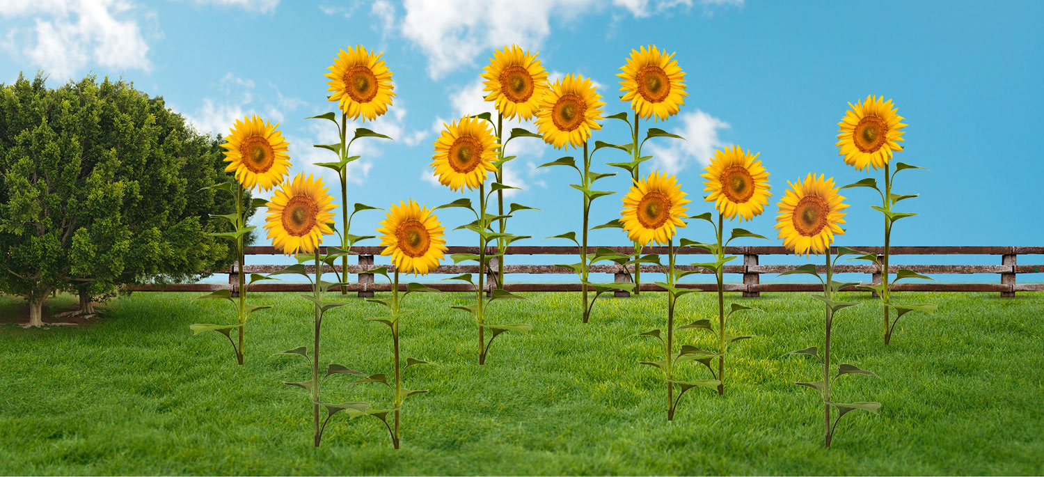 12 Sunflowers planted!